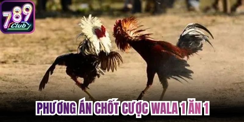 Phương án chốt cược Wala 1 ăn 1
