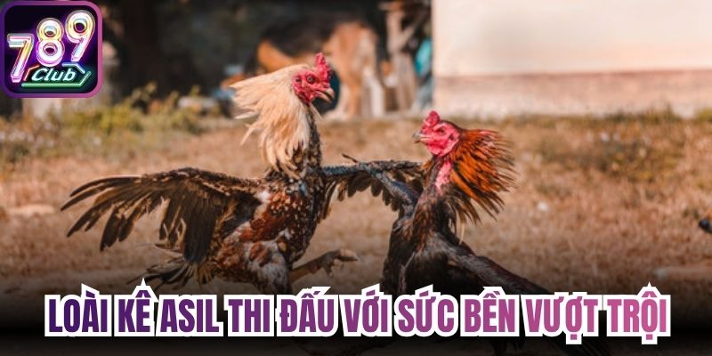 Loài kê Asil thi đấu với sức bền vượt trội