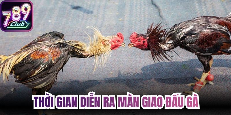 Thời gian diễn ra màn giao đấu gà