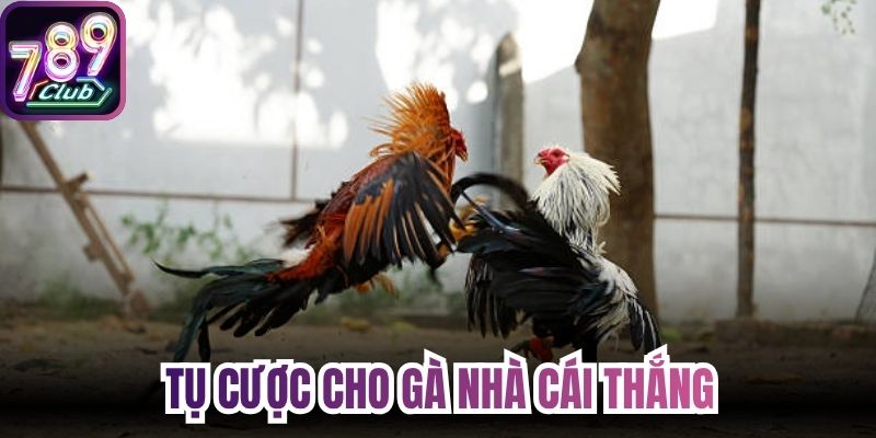 Tụ cược cho gà nhà cái thắng