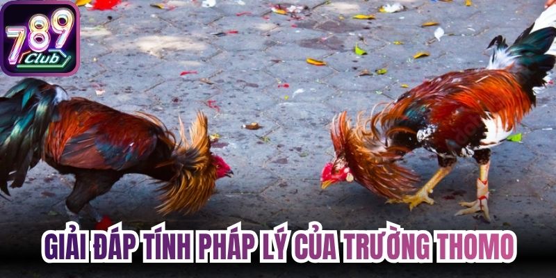 Giải đáp tính pháp lý của trường thomo