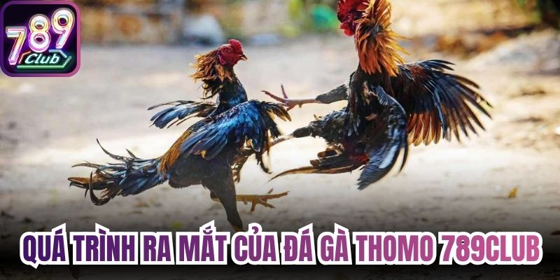 Quá trình ra mắt của đá gà thomo 789Club