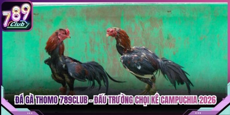 Đá Gà Thomo 789Club - Đấu Trường Chọi Kê Campuchia 2026