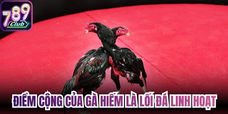 Điểm cộng của gà hiếm là lối đá linh hoạt