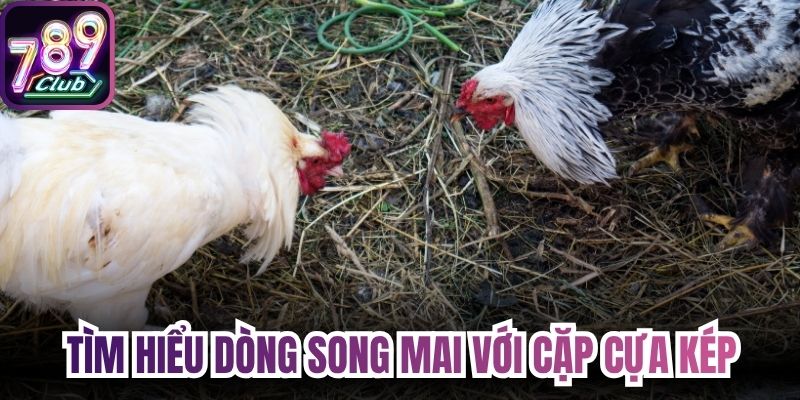 Tìm hiểu dòng Song Mai với cặp cựa kép