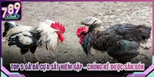 Top 5 Gà Đá Cựa Sắt Hiếm Gặp - Chủng Kê Được Săn Đón