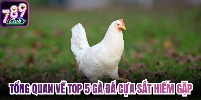 Tổng quan về top 5 gà đá cựa sắt hiếm gặp
