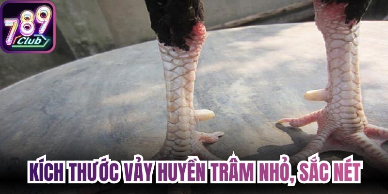 Kích thước vảy huyền trâm nhỏ, sắc nét
