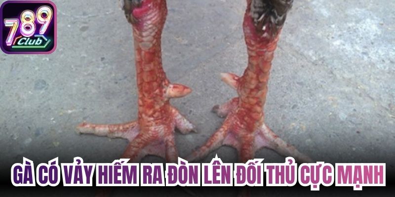 Gà có vảy hiếm ra đòn lên đối thủ cực mạnh